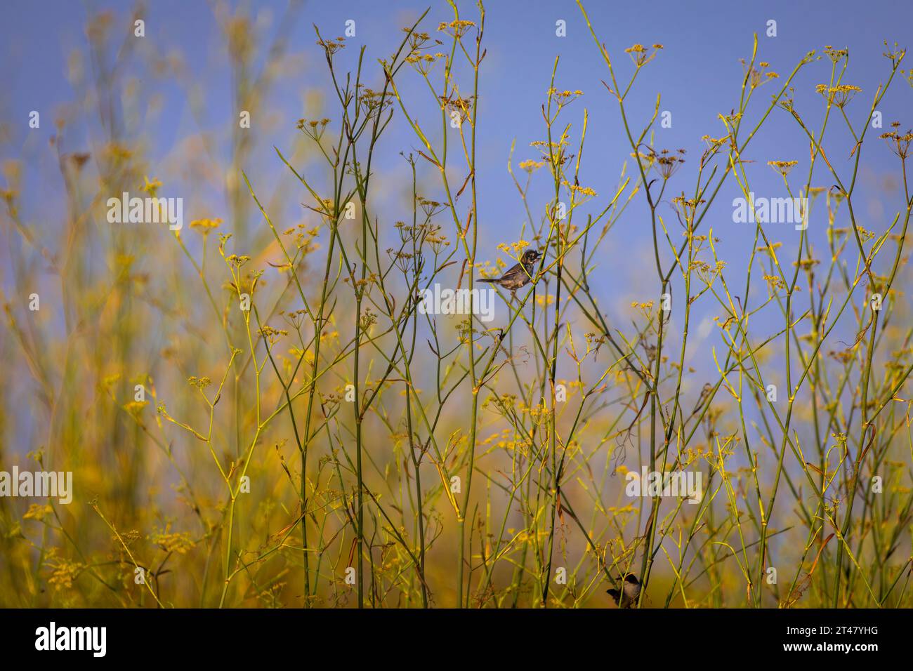 habitat naturale degli uccelli canori nelle praterie Foto Stock
