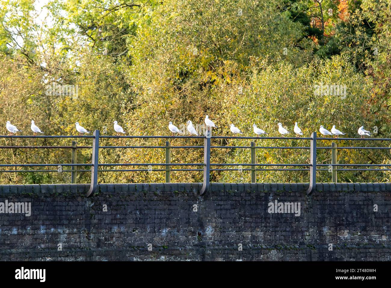 Eton, Regno Unito. 29 ottobre 2023. I gabbiani si aprono su un ponte sopra il fiume Jubilee a Eton, Windsor, Berkshire. Credito: Maureen McLean/Alamy Foto Stock