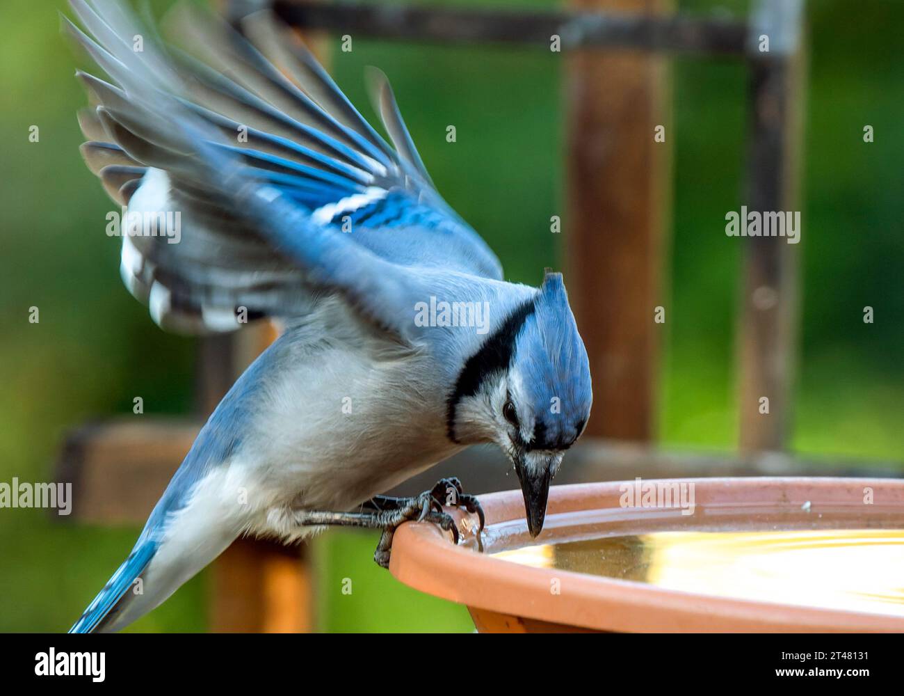Un Blurjay viene sul ponte Foto Stock