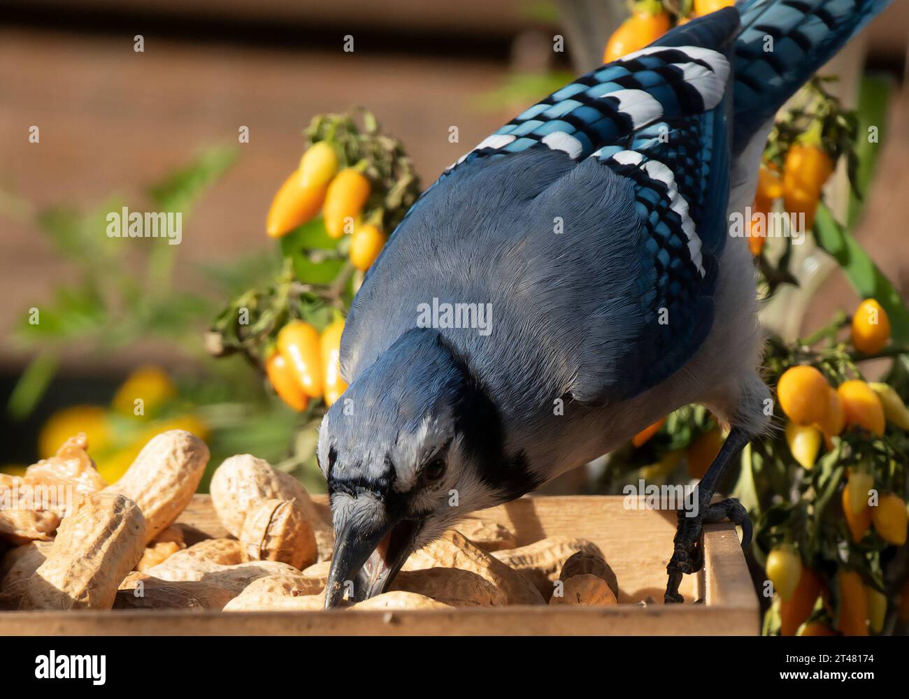 Un Blurjay viene sul ponte Foto Stock