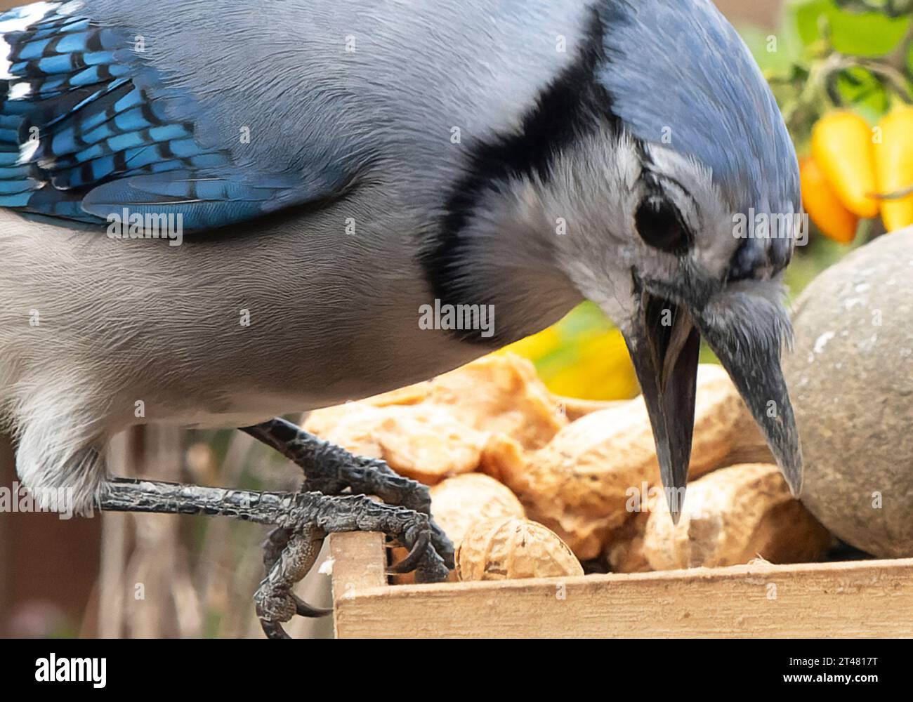 Un Blurjay viene sul ponte Foto Stock