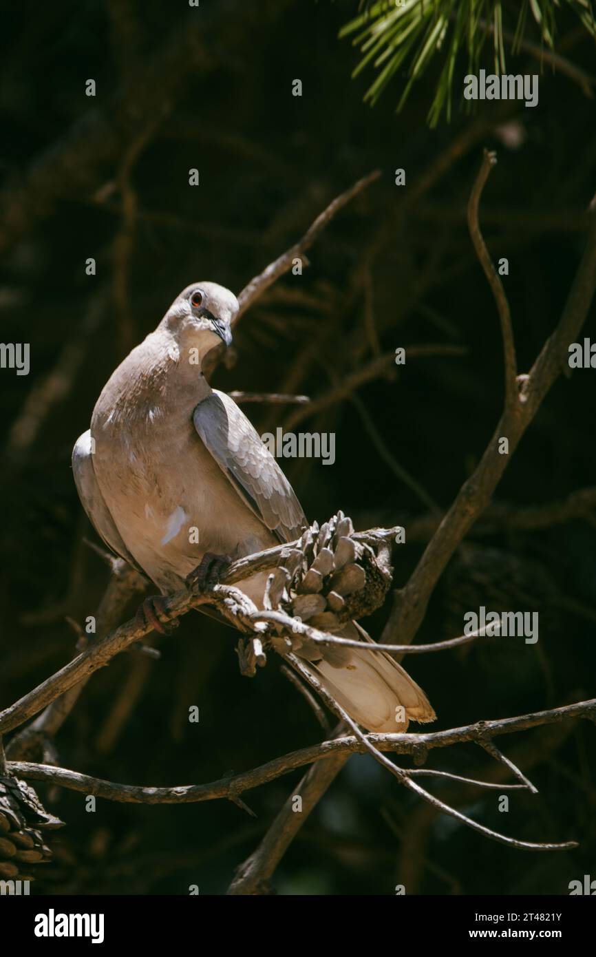 piccione seduto sul posatoio nel vecchio pino Foto Stock