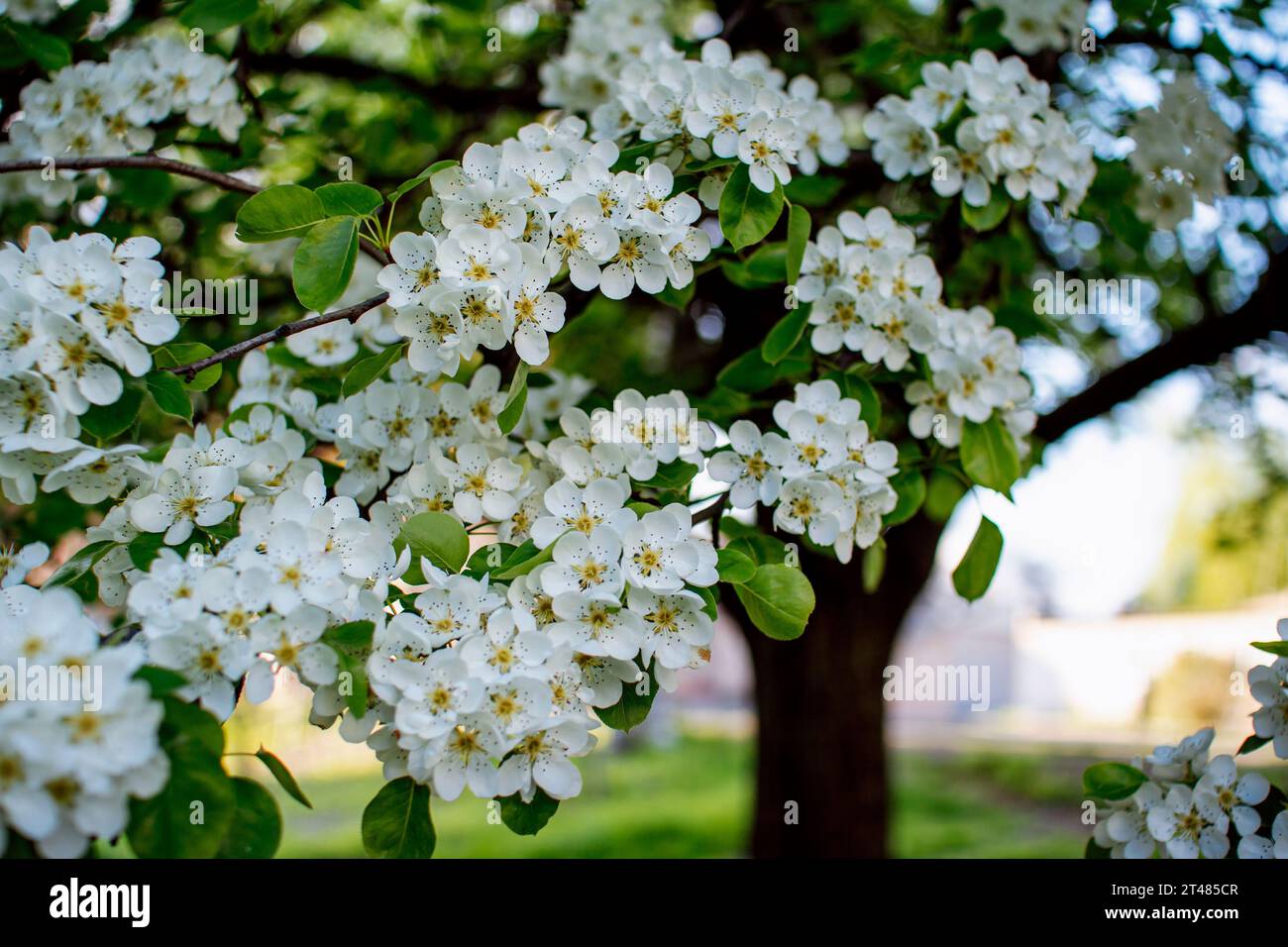 Bellissimi rami di pere in fiore con fiori bianchi con un'ape sui petali che crescono in un giardino. Sfondo naturale primaverile. Foto Stock