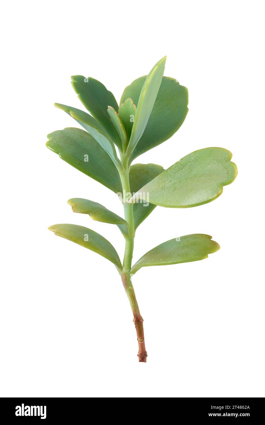 primo piano del fogliame di piante di kalanchoe, popolare pianta succulenta della famiglia delle crassulaceae, con foglie verdi spesse e carnose isolate su sfondo bianco Foto Stock