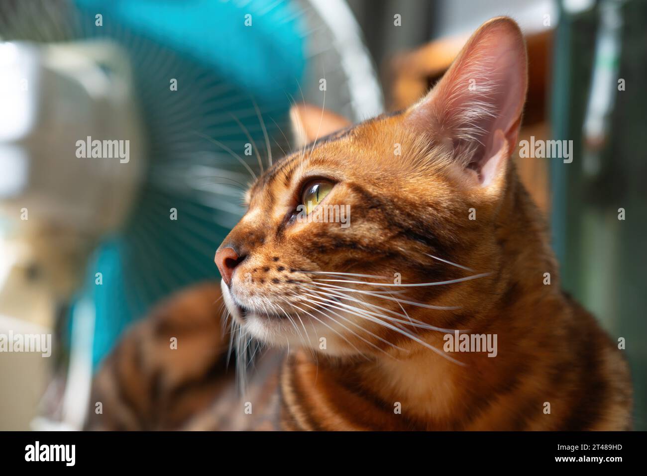 Ritratto di un grazioso gatto del bengala Foto Stock