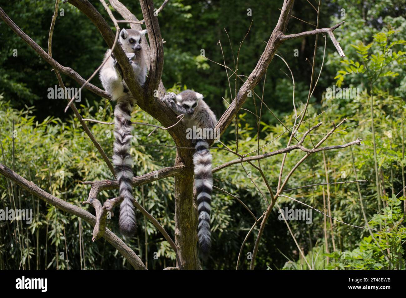 Lemur Katta im Zoo Foto Stock