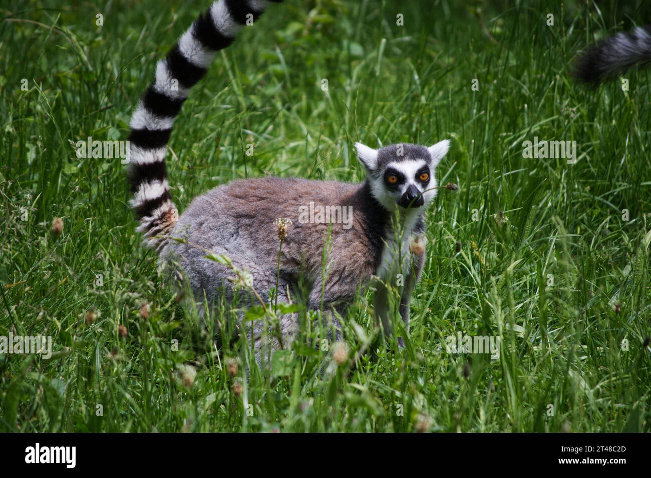 Lemur Katta im Zoo Foto Stock