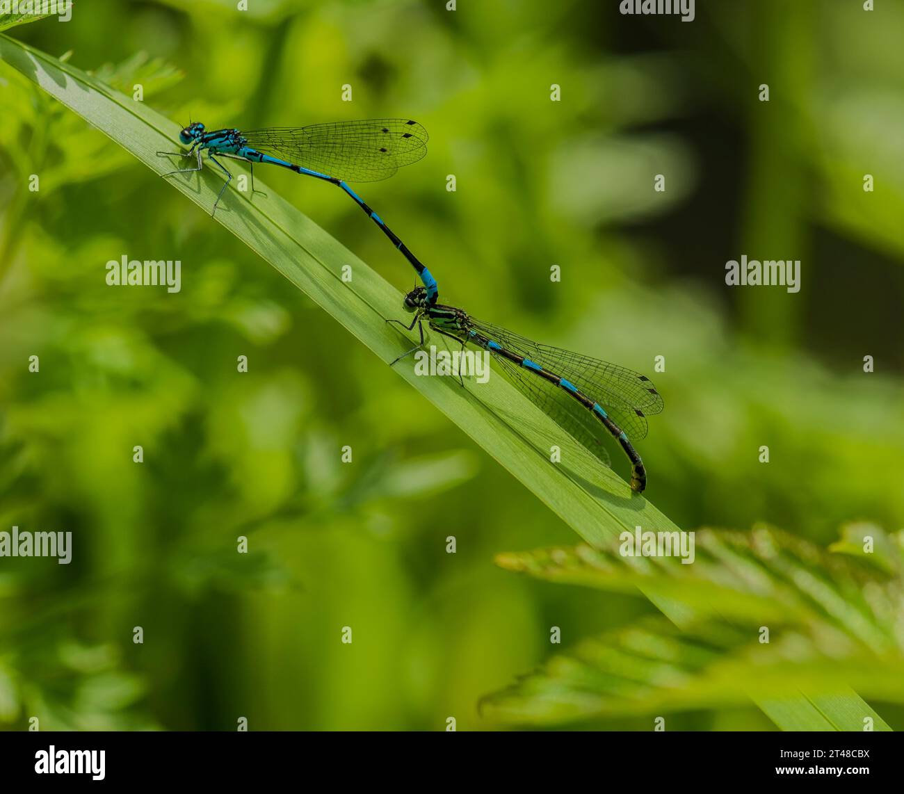 Animali, insetti, libellule, libellule Foto Stock