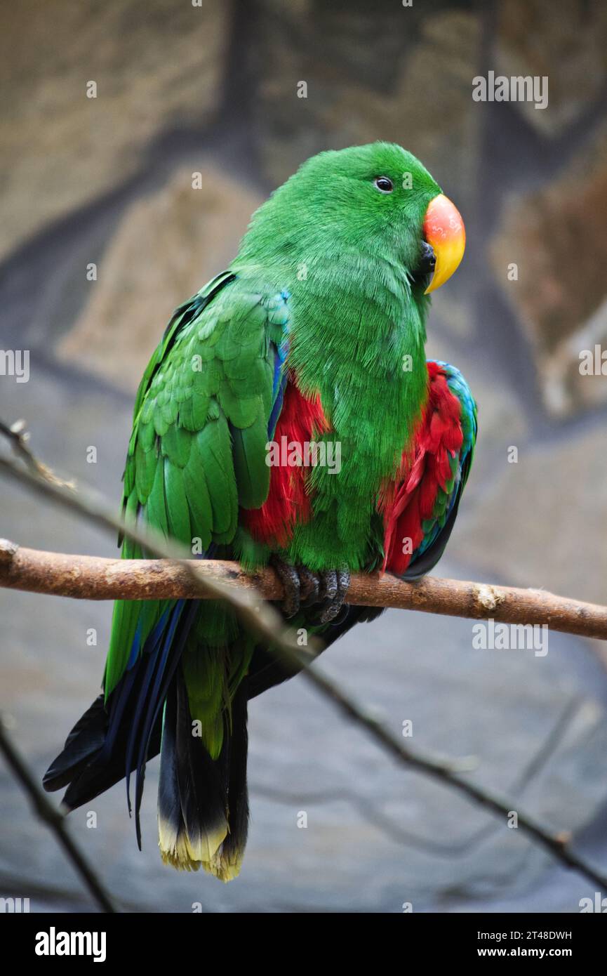Grüner Papagei Foto Stock