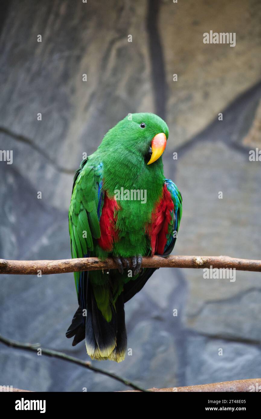 Grüner Papagei Foto Stock