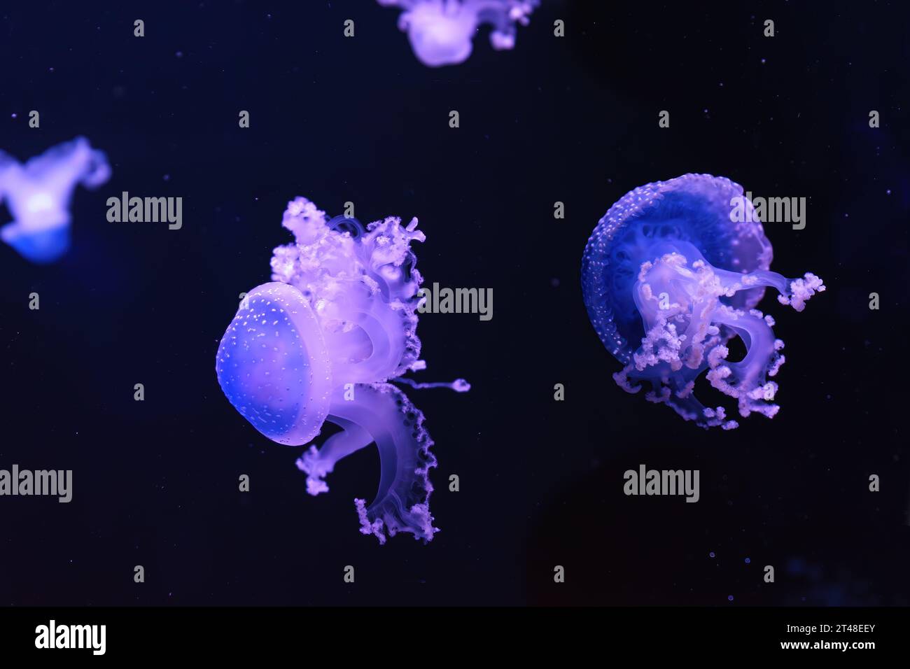 Meduse fluorescenti, meduse australiane maculate, Phyllorhiza punctata che nuotano nella piscina dell'acquario con luce al neon blu. Teologia, biodiversità, un Foto Stock