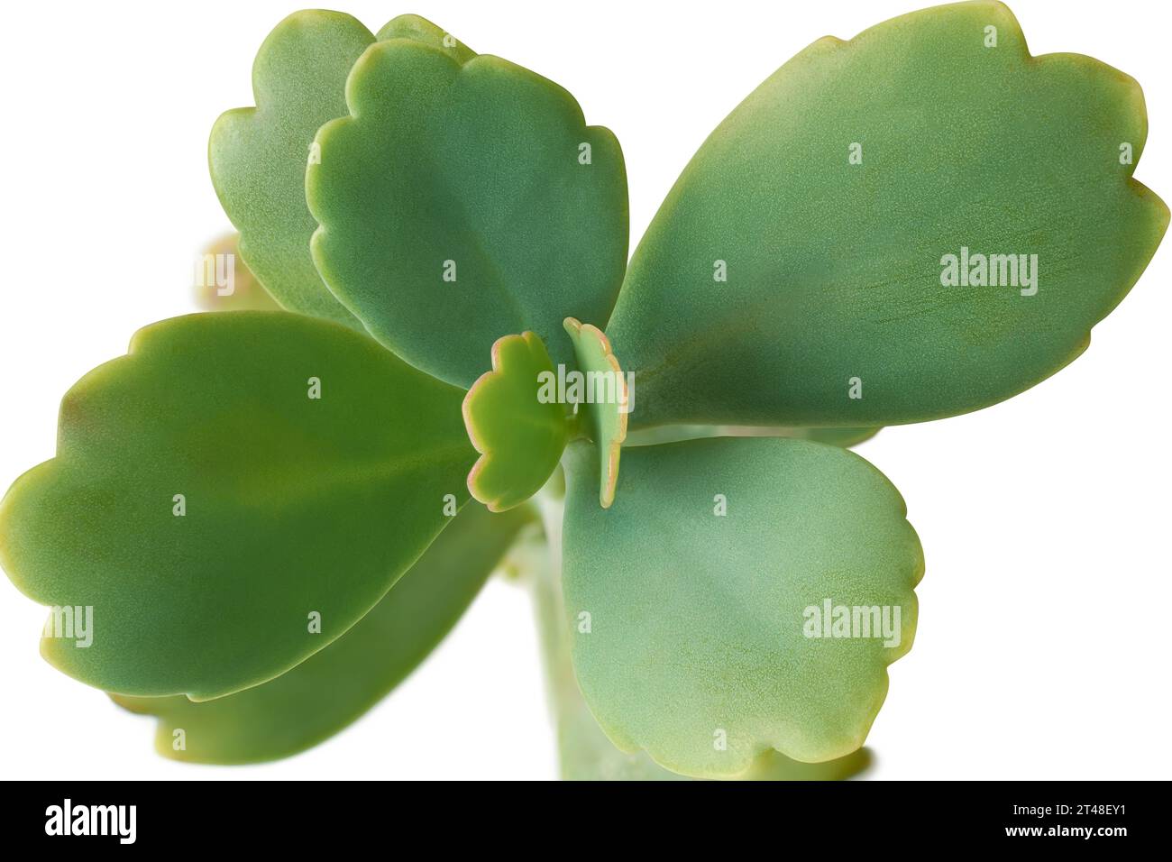 vista ravvicinata del fogliame vegetale di kalanchoe, popolare pianta succulenta della famiglia delle crassulaceae, con foglie verdi spesse e carnose isolate su bianco Foto Stock