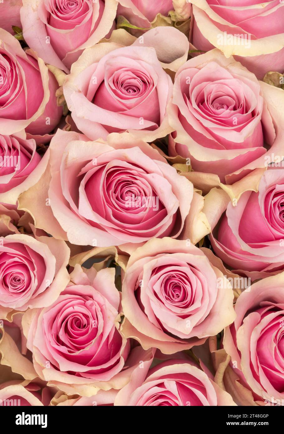 Vista dall'alto rettangolare a cornice intera delle rose in fiore di rosa chiaro Foto Stock