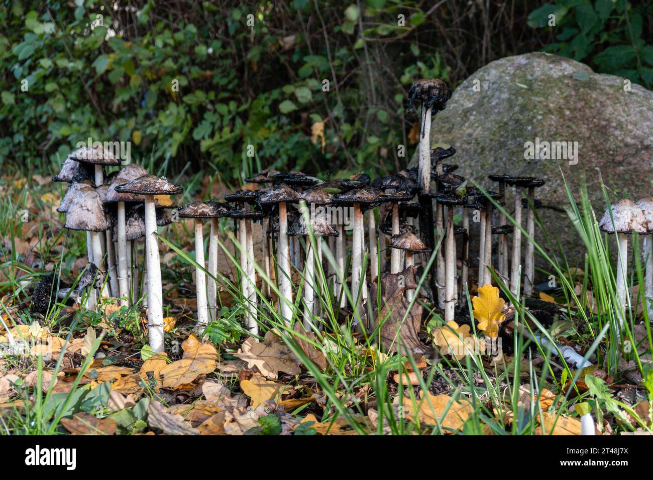 un folto gruppo di funghi alti e sottili con tappo a inchiostro cresce tra le foglie autunnali cadute e l'erba vicino a una grande roccia in una radura forestale, suggerendo una deca naturale Foto Stock