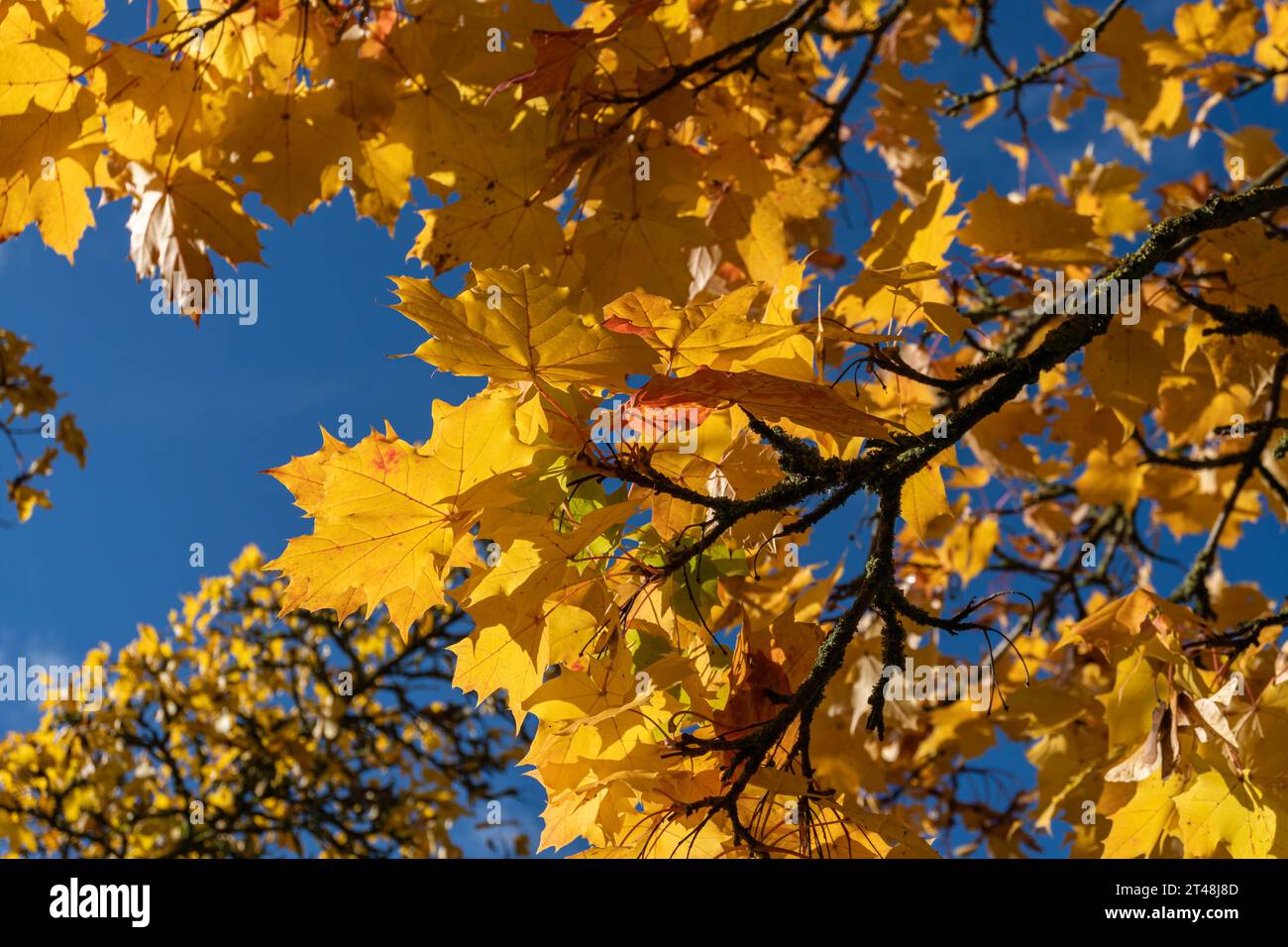 Le foglie d'acero giallo brillante brillano alla luce del sole mentre pendono dai rami degli alberi, creando un vivido contrasto con il cielo blu intenso dell'autunno Foto Stock