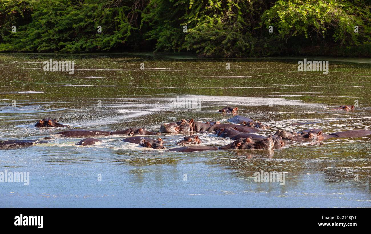 Gli ippopotami allevano grandi animali selvatici pericolosi insieme nella riserva del parco delle pozze d'acqua. Foto Stock