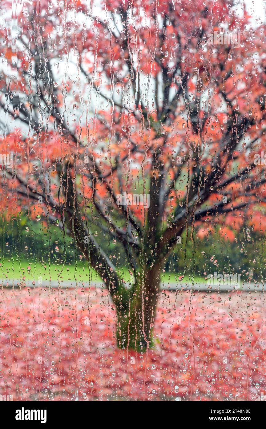 Vista attraverso la pioggia da una finestra su un albero in autunno Foto Stock