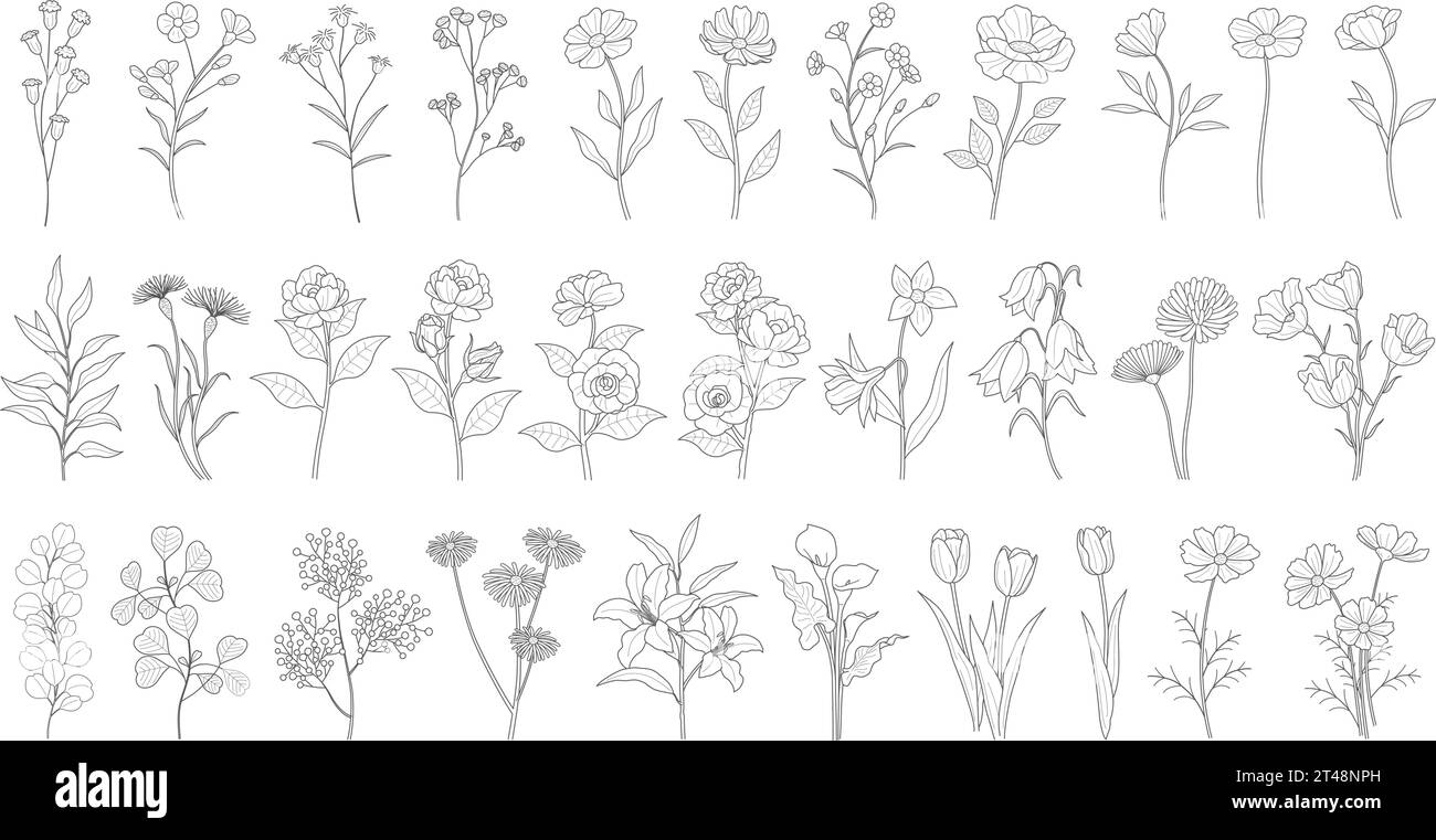 Set di disegni con linee floreali monocromatiche vettoriali isolato su sfondo bianco. Illustrazione Vettoriale