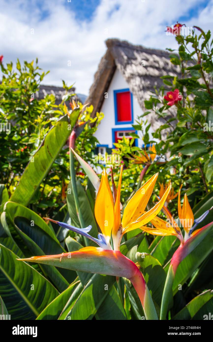 Fiore uccello del paradiso (Strelitzia) con casa tradizionale a Santana sullo sfondo, isola di Madeira, Portogallo Foto Stock