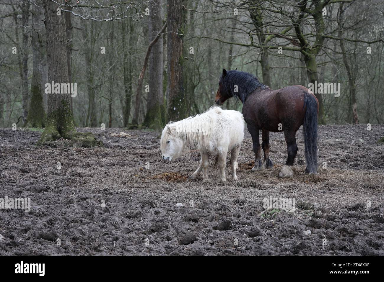 Pony in legno, Galles centrale, regno unito. Foto Stock