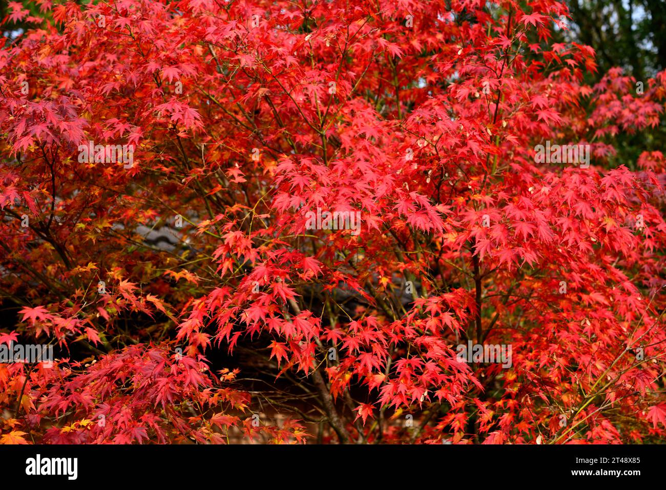 Acer giapponese Foto Stock