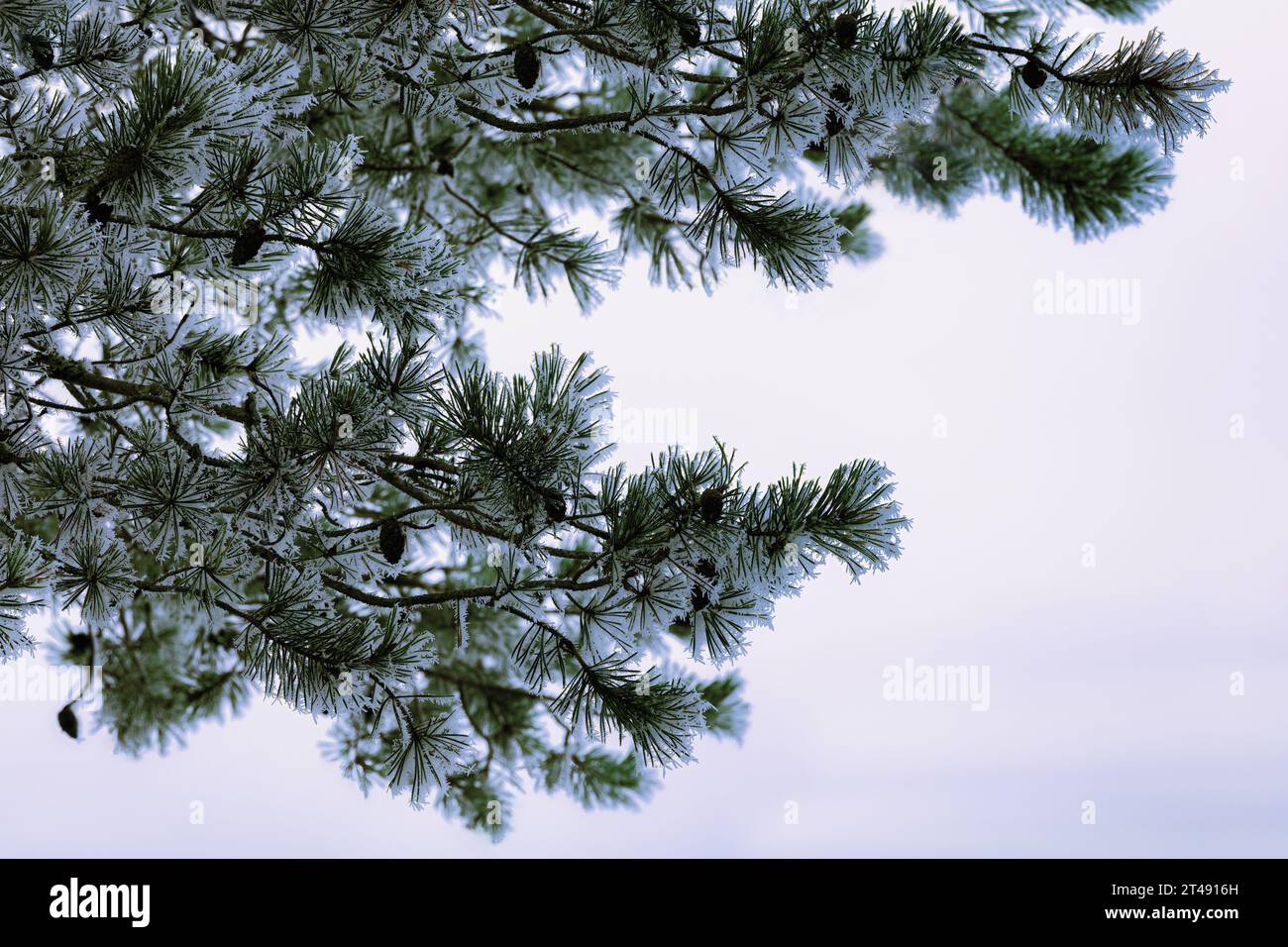 Fiaba invernale: Brina bianca sui rami di pino, primo piano Foto Stock