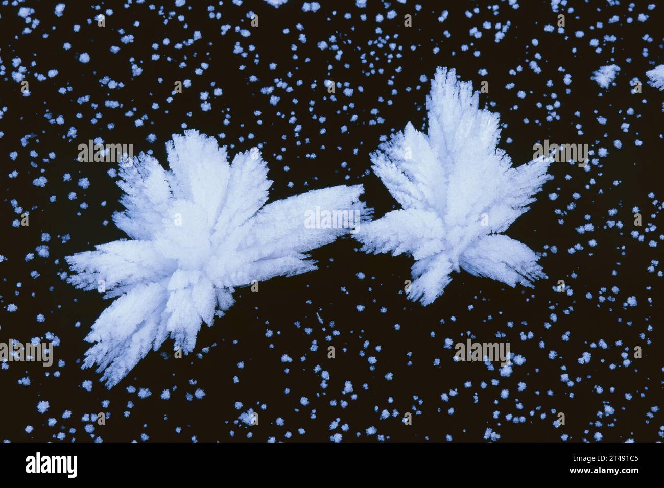 formazione spontanea di fiori di ghiaccio sulla superficie ghiacciata di un piccolo lago Foto Stock