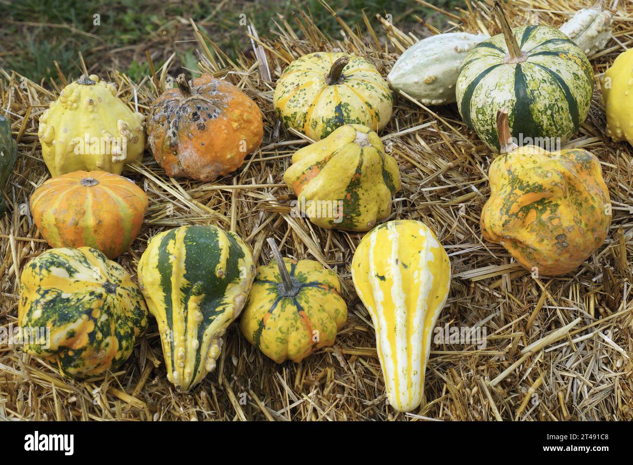 alcuni esemplari di zucche ornamentali in varie forme e colori Foto Stock