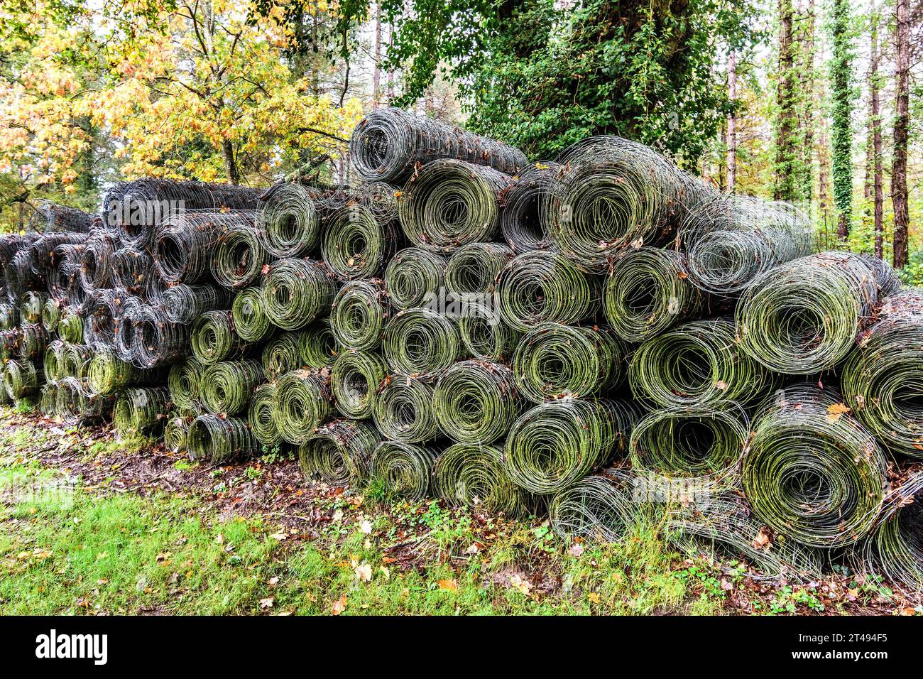 Rotoli di rete metallica utilizzati per la recinzione di controllo dei cervi - la Ribaloche, Indre-et-Loire (37), Francia. Foto Stock