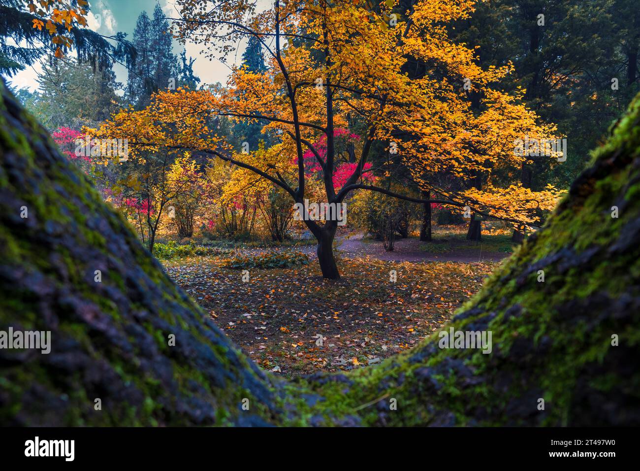 Splendida vista sul parco autunnale. Pittoresco albero giallo autunnale scattato dalla cavità dell'albero. Concentrazione selettiva sull'albero Foto Stock