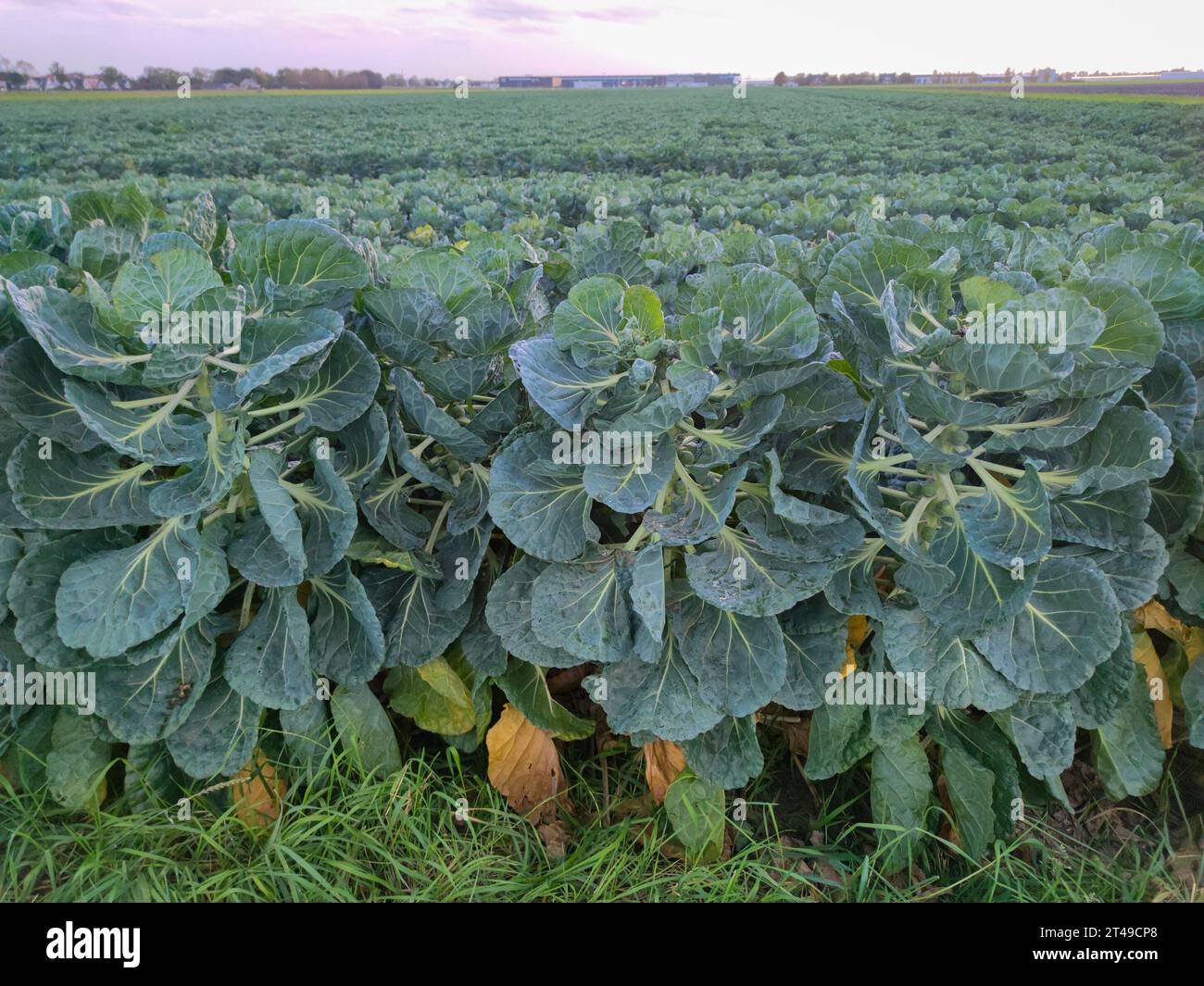 Cavoletti di Bruxelles di colore verde-blu in un campo agricolo nei Paesi Bassi. Foto Stock