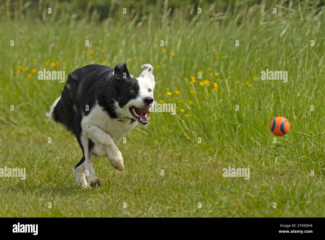 Border collie che insegue una palla Foto Stock