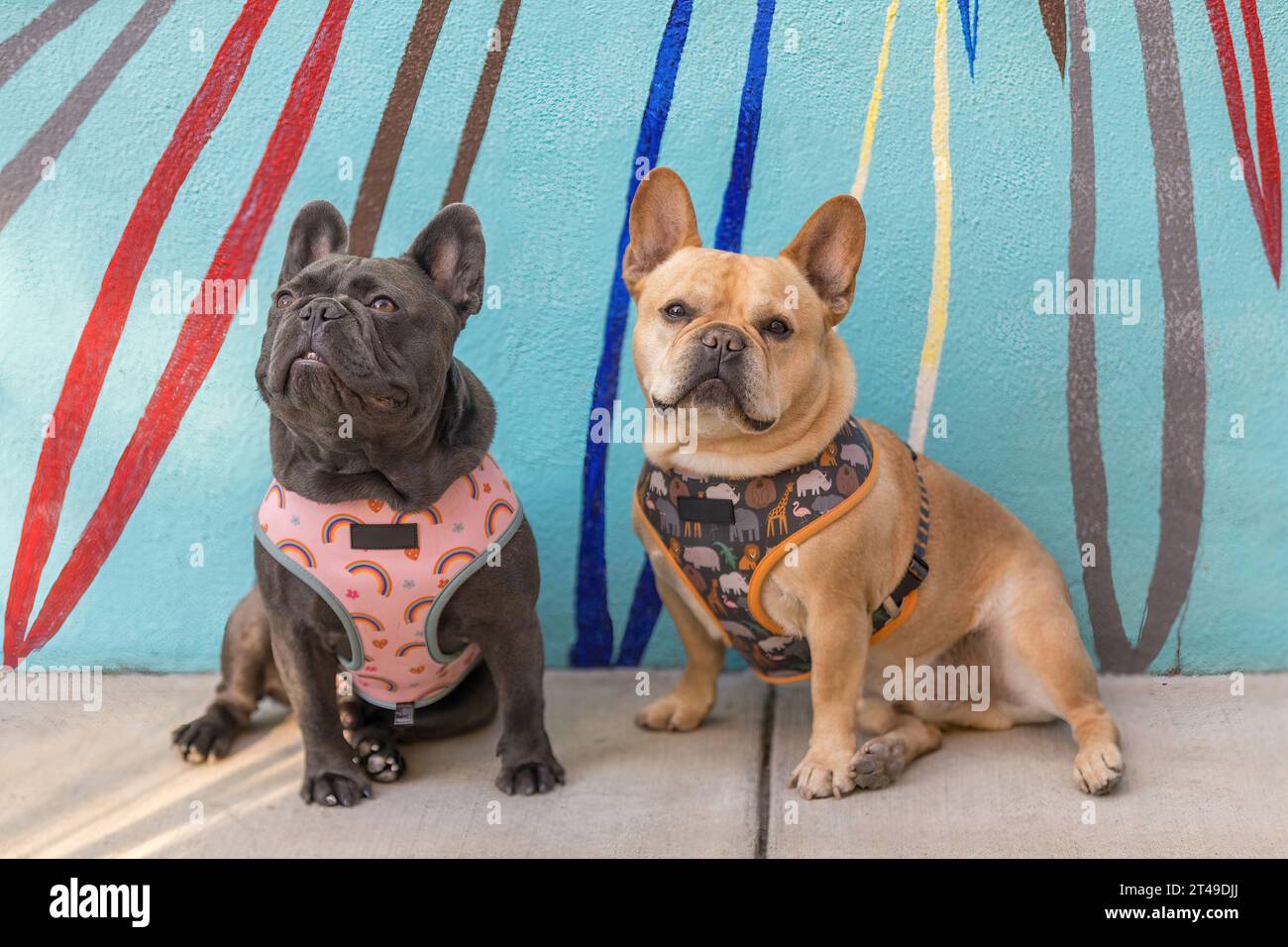 Maschi Bulldog francese di 8 e 2 anni, color rosso-marrone e blu-lilla, seduti contro il murale. Foto Stock