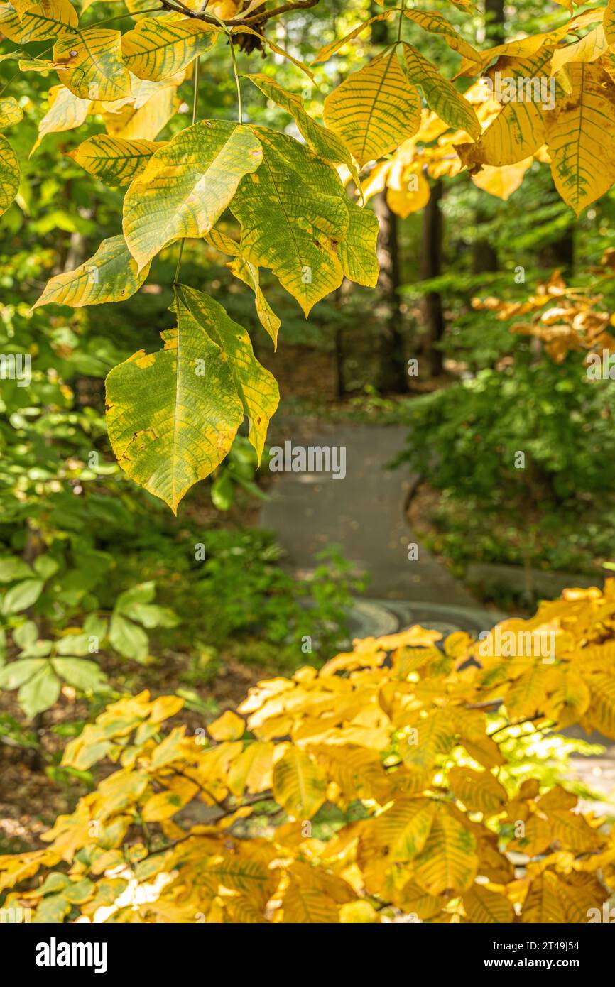 Vista dall'alto di un sentiero del giardino all'Atlanta Botanical Garden con le mutevoli foglie d'autunno ad Atlanta, Georgia. (USA) Foto Stock