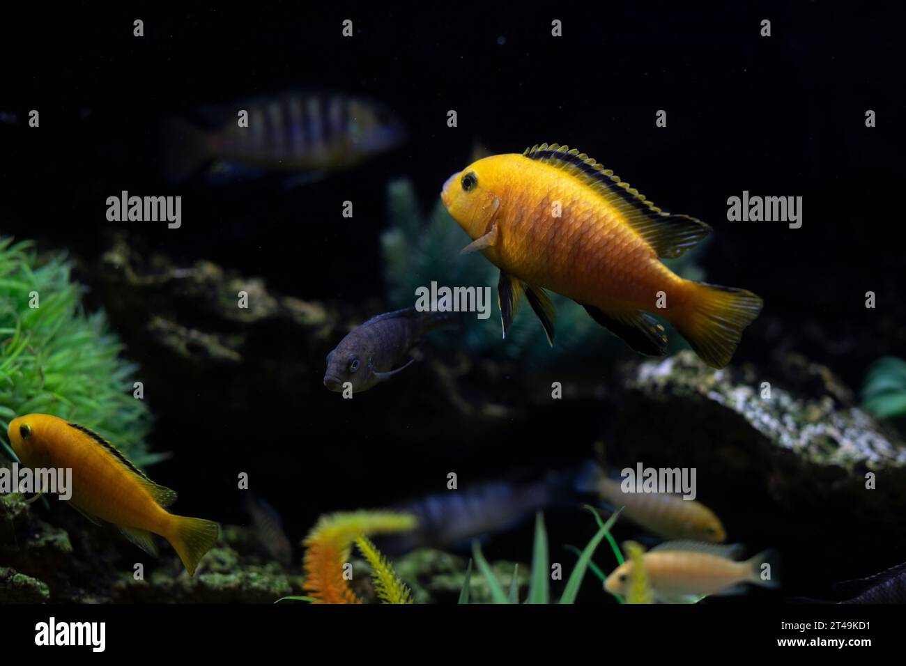 Pesce in acqua. La vita in acquario. Pesca in profondità tra le piante. Animali domestici di specie diverse. Foto Stock