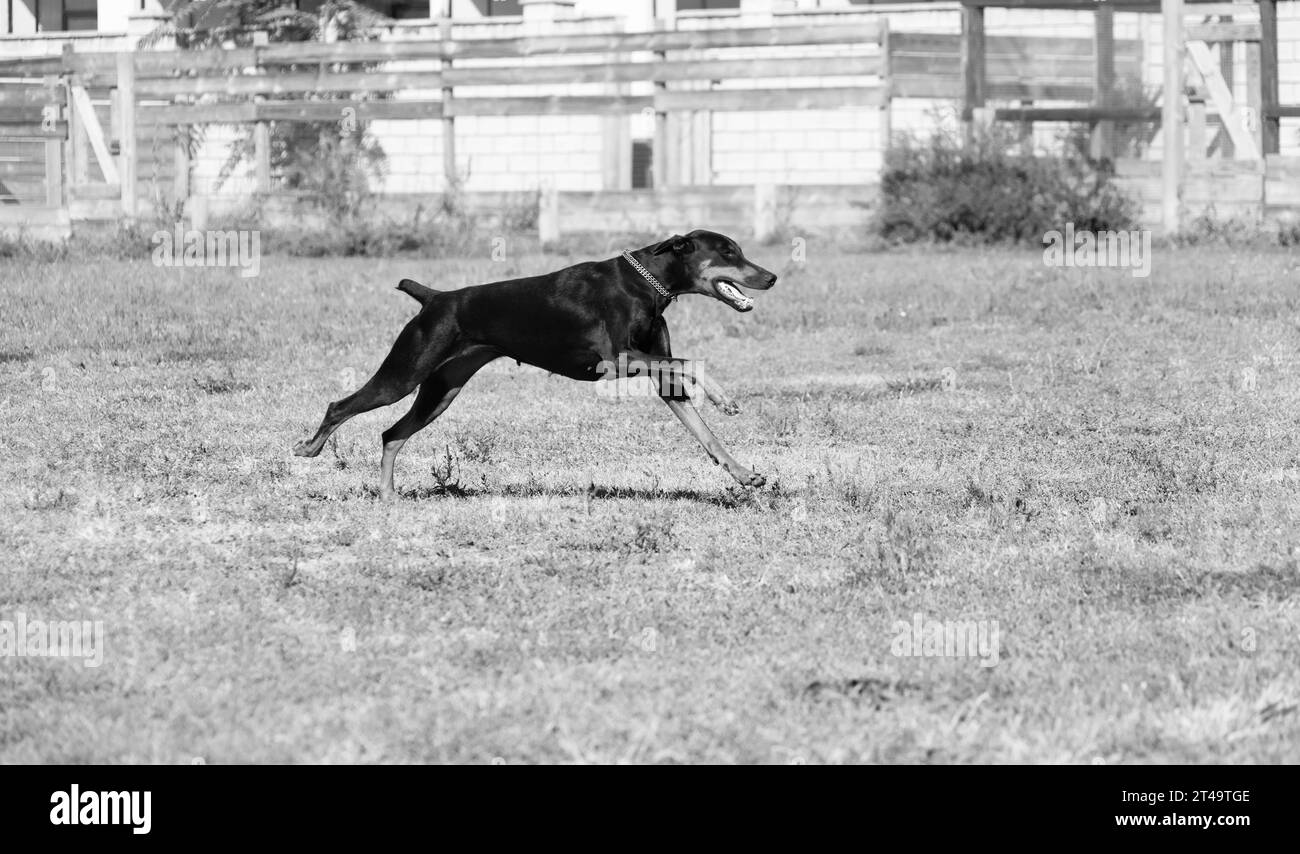 Doberman Pinscher all'aperto nel parco. bella donna dobie fuori al tramonto. Spighe di prodotto piccole dimensioni con catena. Nero e ruggine, cane abbronzato all'esterno. purosangue do Foto Stock