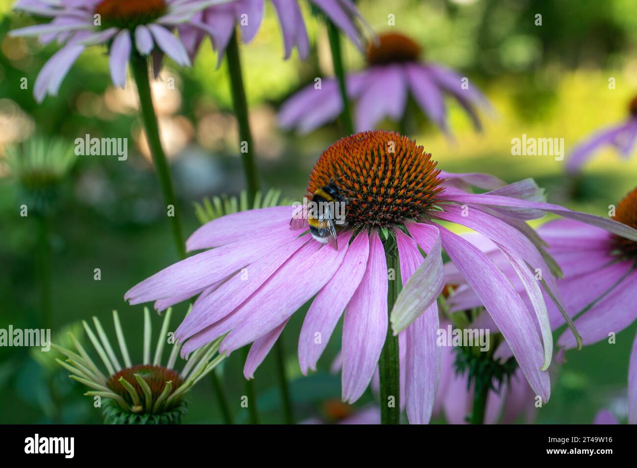 L'echinacea è un gruppo di piante da fiore preferite dalle api per la raccolta del nettare. Contiene principi attivi che aumentano la funzione immunitaria e hanno horm Foto Stock
