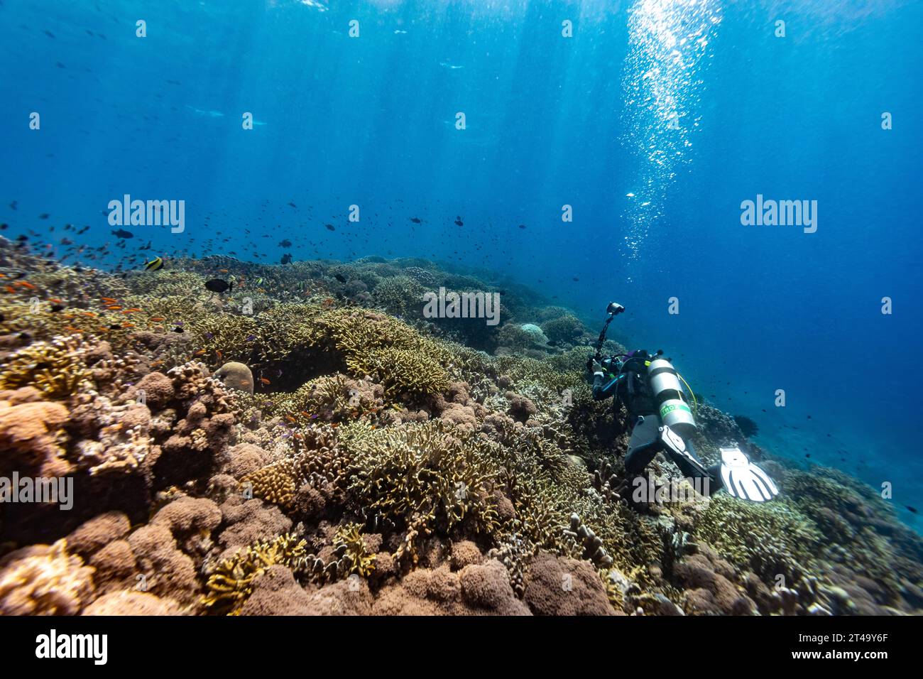 Il fotografo subacqueo cattura una distesa di corallo staghorn mentre si fa immersioni nelle acque blu tropicali sopra un vasto paesaggio della barriera corallina Foto Stock
