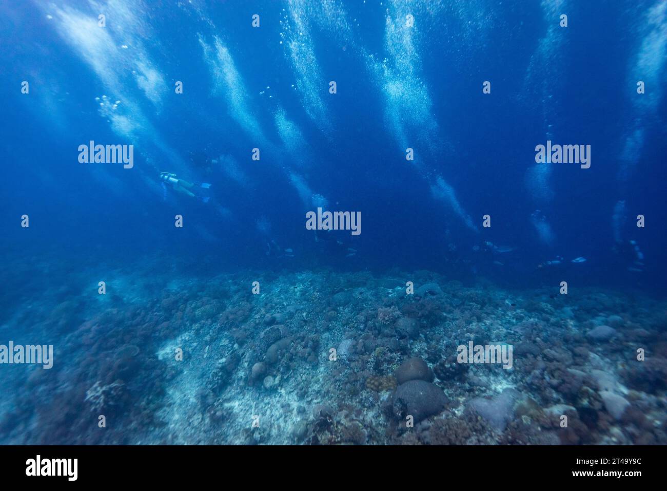 Le bolle si innalzano dal basso mentre un gruppo di subacquei nuota lungo il bordo di una barriera corallina guardando giù una parete di gocciolamento nel blu profondo Foto Stock