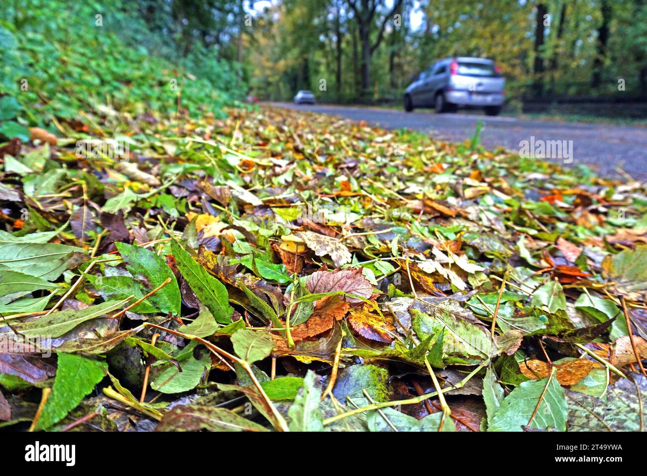 Laubfall im Herbst Herabgefallenes Herbstlaub sammelt sich auf Wegen *** foglie cadenti in autunno foglie cadenti raccogliere su sentieri credito: Imago/Alamy Live News Foto Stock