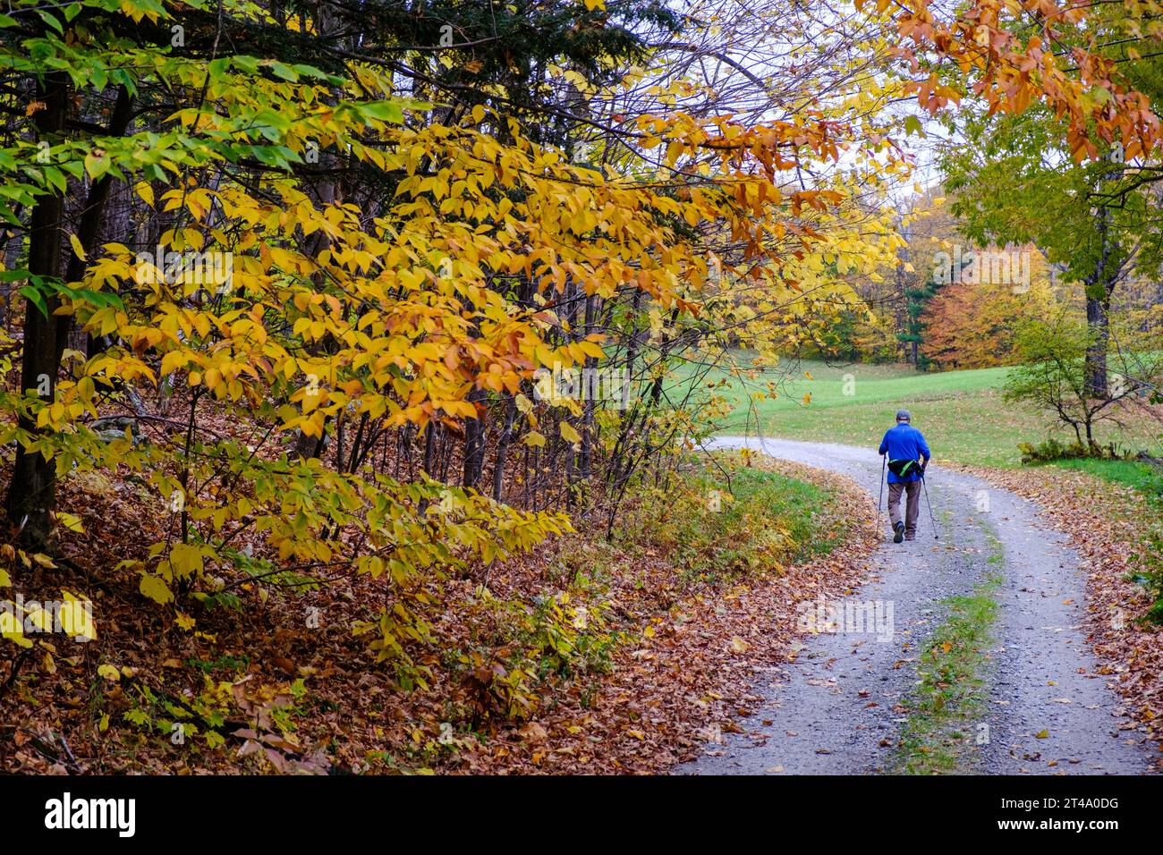 Una persona anziana cammina lungo una strada di campagna nel Vermont vicino al colorato fogliame autunnale utilizzando bastoncini da sci con cui camminare. Foto Stock