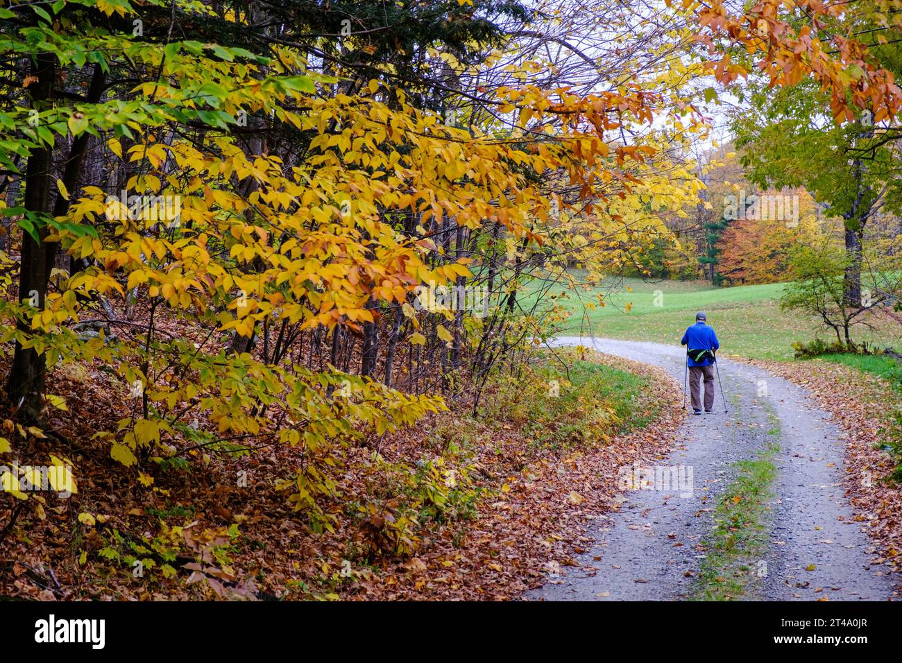 Una persona anziana cammina lungo una strada di campagna nel Vermont vicino al colorato fogliame autunnale utilizzando bastoncini da sci con cui camminare. Foto Stock