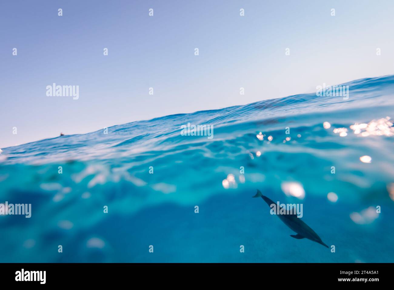 Immagine sopra e sotto l'acqua del delfino a naso di bottiglia comune, Tursiops truncatu, che si tuffa nelle acque tropicali blu cristalline Foto Stock