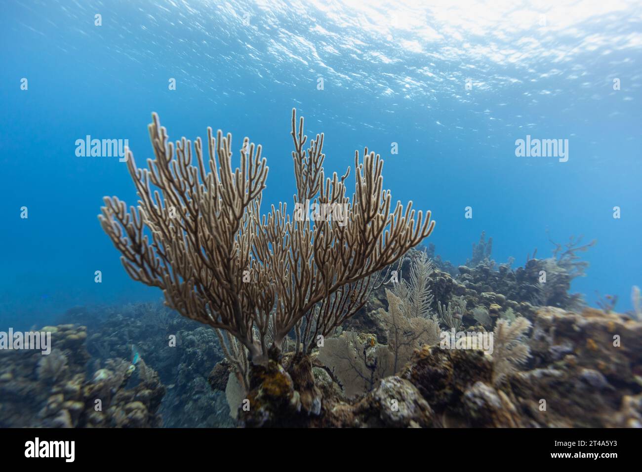I coralli ramificati si stagliano su uno sfondo blu sulla barriera corallina tropicale Foto Stock