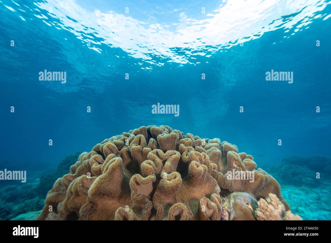 Grande pelle, Sinularia, testa di corallo circondata dalle acque cristalline e tropicali di una barriera corallina Foto Stock