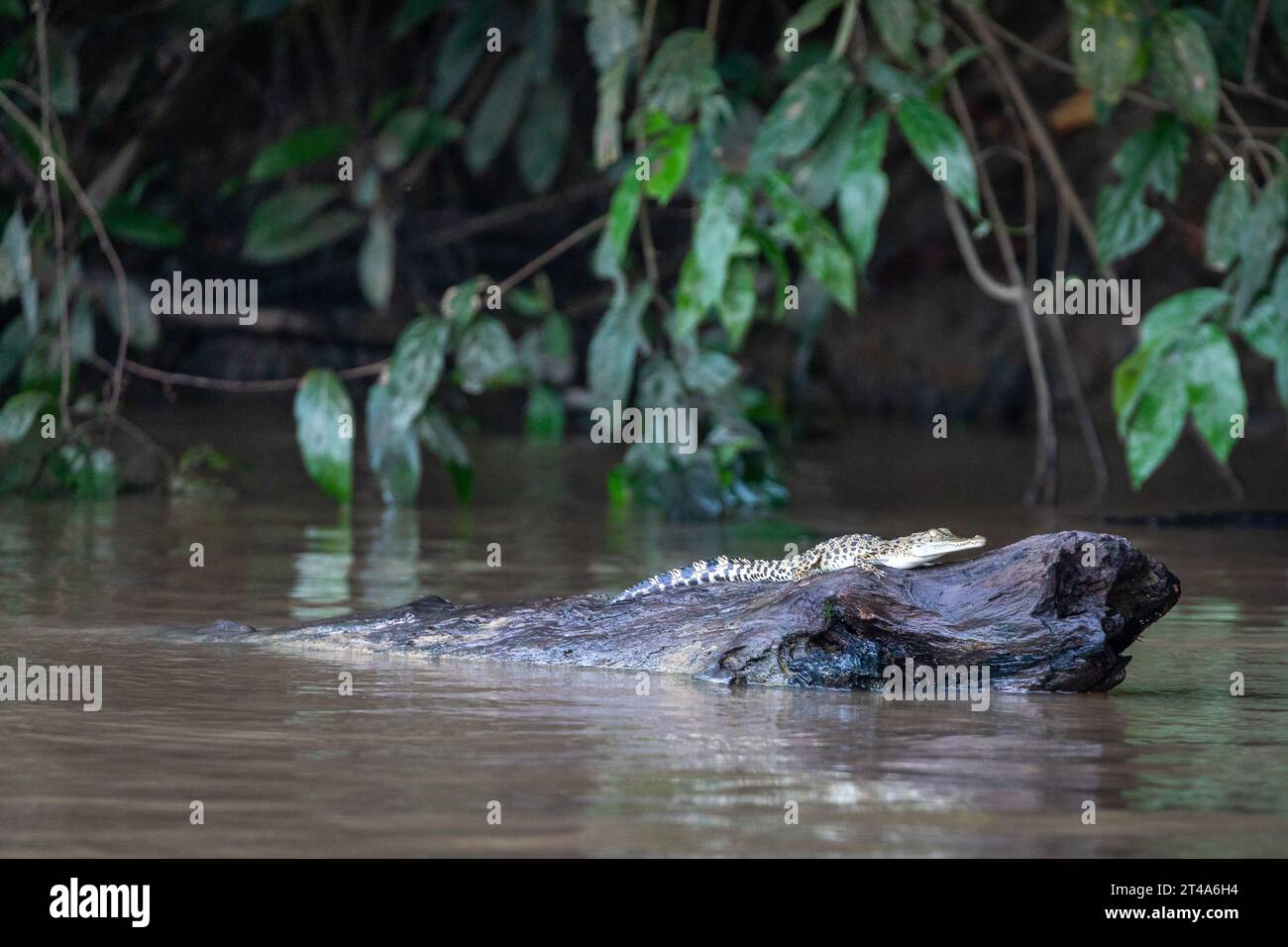 Il coccodrillo del piccolo Borneo, Crocodylus raninus, poggia su un tronco che galleggia lungo un fiume fangoso attraverso la foresta pluviale Foto Stock