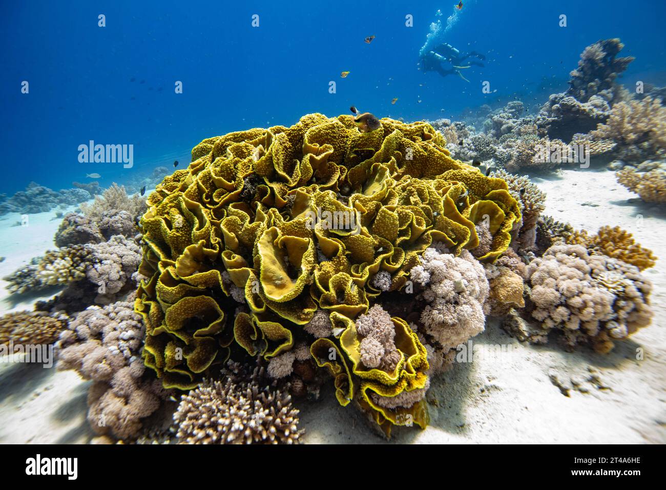 Grande corallo di lattuga gialla, Turbinaria mesenterina, con subacquei che nuotano attraverso la barriera corallina sullo sfondo Foto Stock