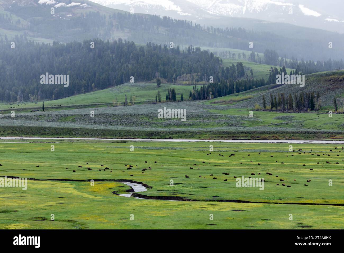 Ho sentito parlare di bufali americani, bisonti, riposati in una lussureggiante valle di prati verdi. Foto Stock