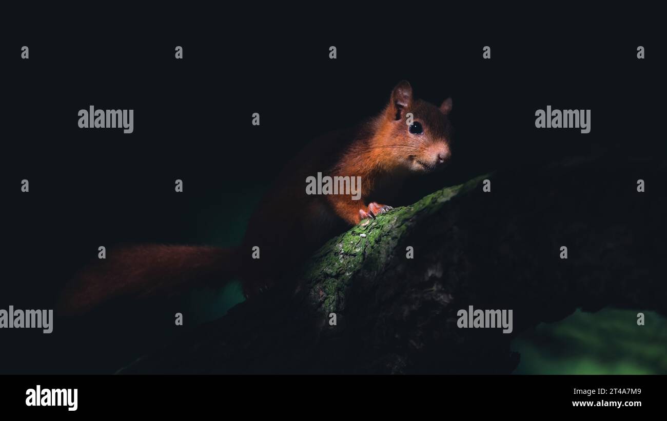 Uno scoiattolo (Sciurus) su un ramo in una foresta buia con un po' di luce che splende su di esso, sfondo nero, effetto opaco, spazio di copia, 16:9 Foto Stock