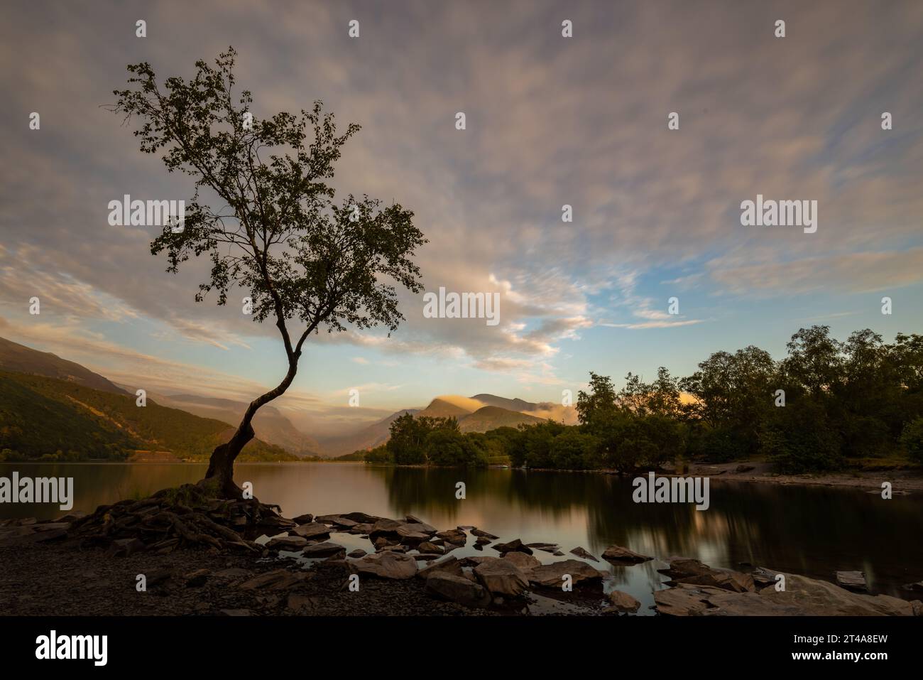 L'albero solitario di Llanberis si trova ai margini di Llyn Padarn, Llanberis, Snowdonia, Galles, Regno Unito Foto Stock